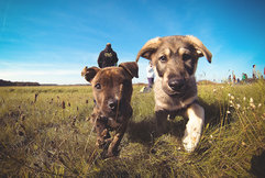 Hundepackage AllYouNeed Hotels